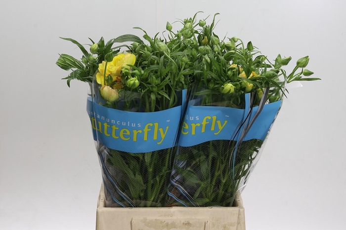 <h4>Ranunculus Butterfly Lotus</h4>