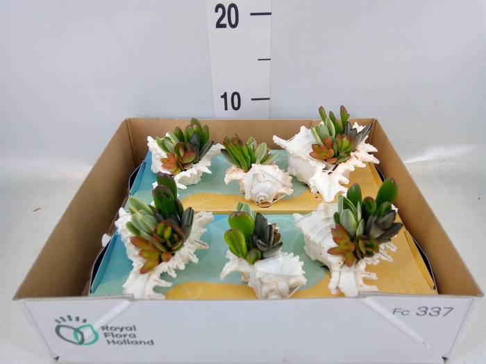 <h4>Planten  ..in schelp L%</h4>