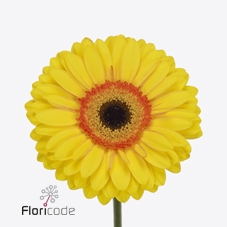 <h4>Gerbera diamond apollo</h4>