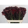 Leucadendron Saf Sunset Dark R.