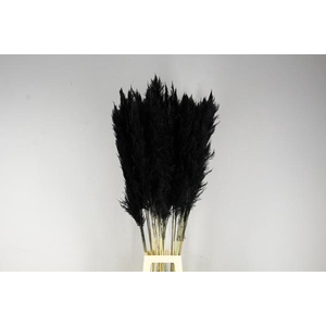 Df Pampas 130cm Black