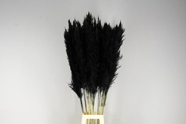 <h4>Df Pampas 130cm Black</h4>