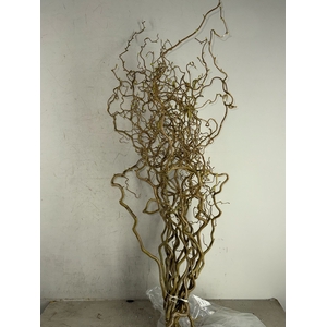 Corylus (2-Jarig)