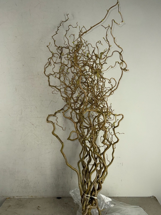 <h4>Corylus (2-Jarig)</h4>
