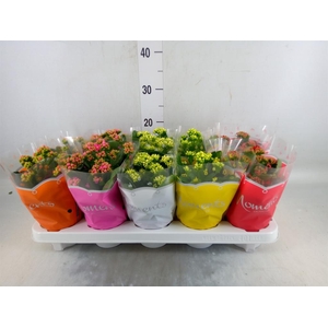 Kalanchoe blos.   ..rosebud mix  5