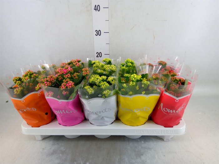 <h4>Kalanchoe blos.   ..rosebud mix  5</h4>