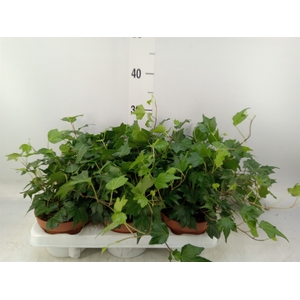 Hedera helix 'Green Ripple'