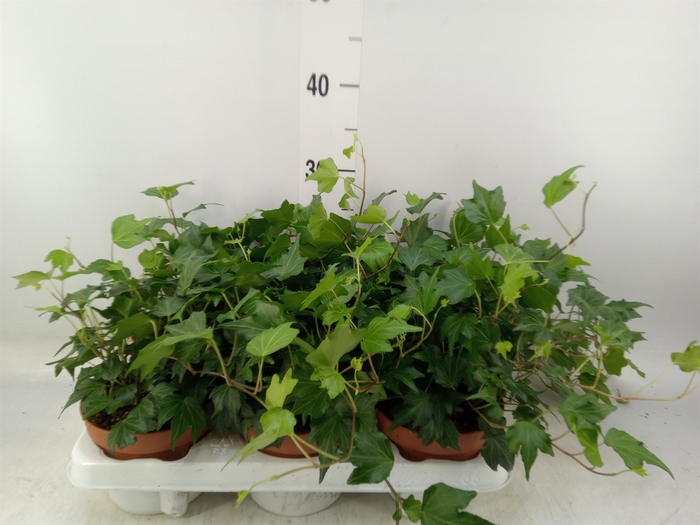 <h4>Hedera helix 'Green Ripple'</h4>