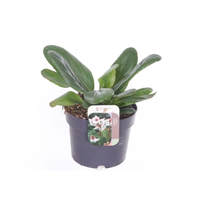 Bergenia Bressingham White