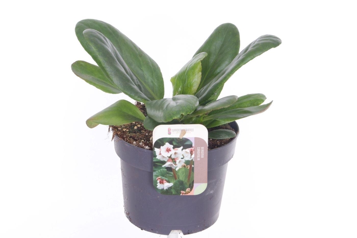 <h4>Bergenia Bressingham White</h4>