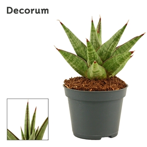 Sansevieria Jewel Crown 6 cm (Decorum)