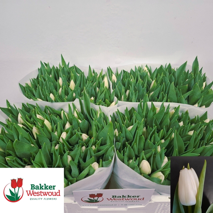 <h4>TU EN UPDATE</h4>