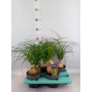 Beaucarnea recurvata