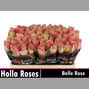 R GR BELLE ROSE