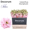Lisianthus Alissa light Pink 70cm