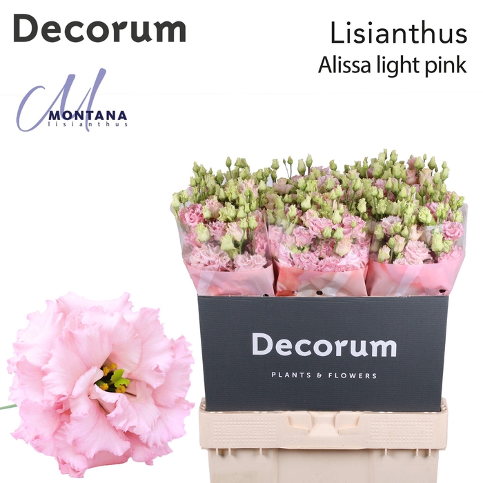 <h4>Lisianthus Alissa light Pink 70cm</h4>