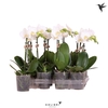 Kolibri Orchids Phalaenopsis White 1 spike