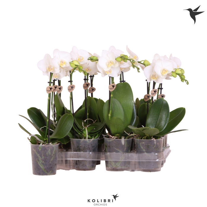 <h4>Kolibri Orchids Phalaenopsis White 1 spike</h4>