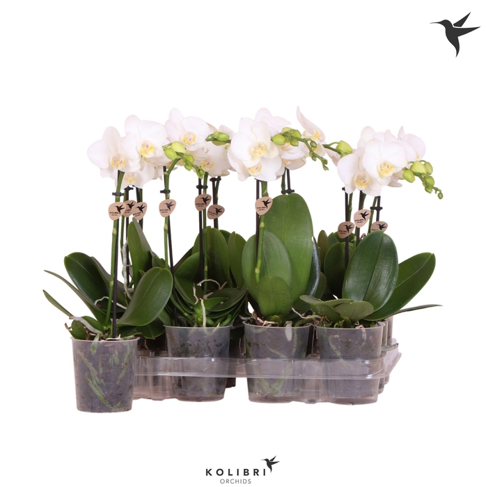 <h4>Kolibri Orchids Phalaenopsis White 1 spike</h4>