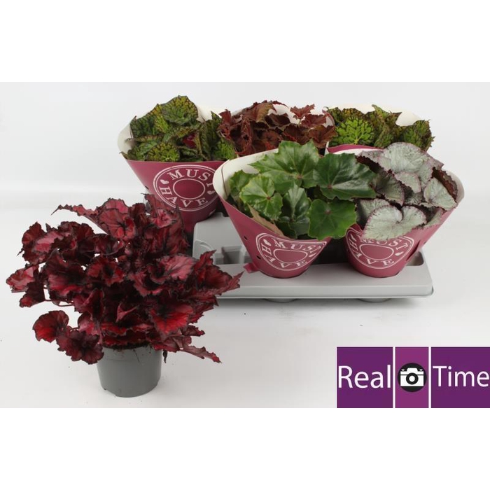 <h4>BEG BEL GEM</h4>