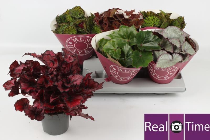 <h4>BEG BEL GEM</h4>