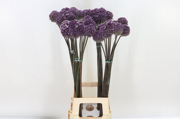 <h4>Allium Summer Drumme</h4>