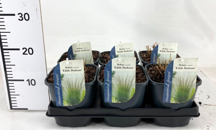 <h4>Molinia caerulea Edith Dudszus</h4>