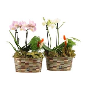 41582: Treasure time arrangement