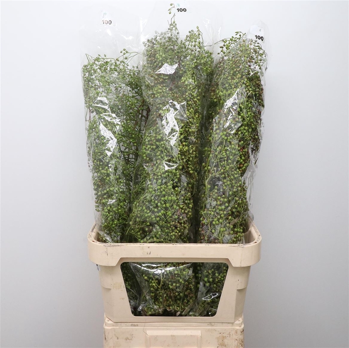 <h4>Rosa Corallo Green</h4>