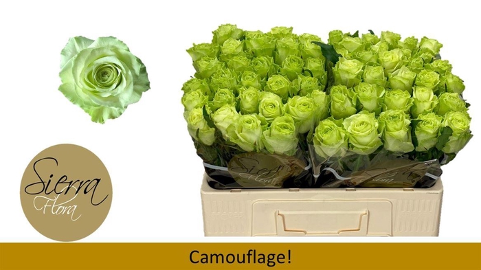 <h4>R Gr Camouflage!</h4>