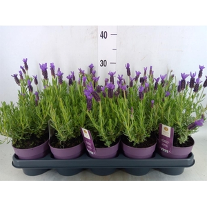 Lavandula stoec. 'Anouk'