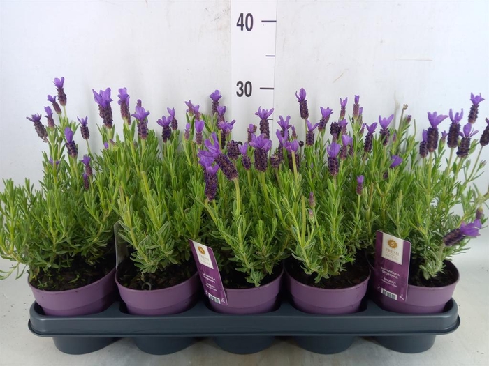 <h4>Lavandula stoec. 'Anouk'</h4>