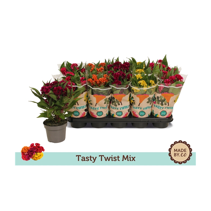 <h4>Celosia Tasty Twist Mix</h4>
