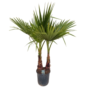 Washingtonia filifera P26 2PP