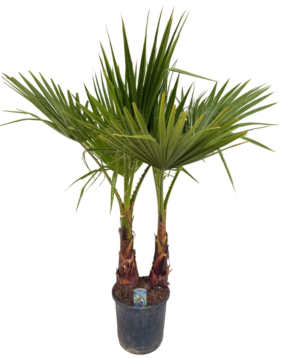 <h4>Washingtonia filifera P26 2PP</h4>
