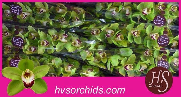 <h4>CYMB T RUUD 60 CM</h4>