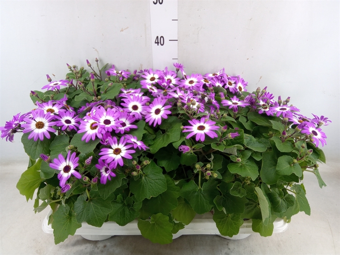 <h4>Pericallis CR 'Senetti Magenta Bic'</h4>