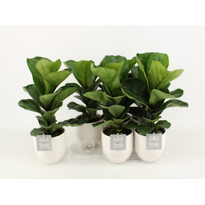 Ficus Lyrata Keramiek Liv