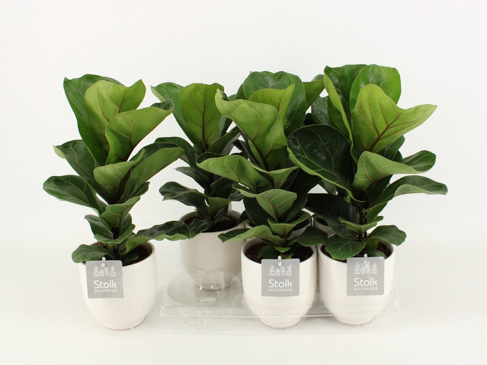 <h4>Ficus Lyrata Keramiek Liv</h4>