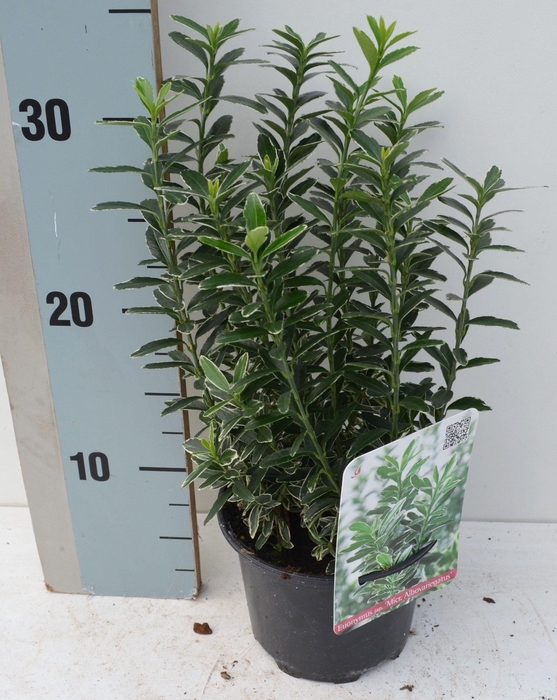 <h4>Euonymus japonicus 'Microphyllus Albovariegatus'</h4>