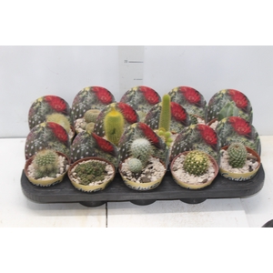 CACTUS RAIZ PROPRIA P11