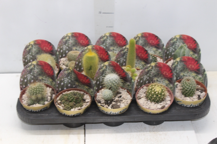 <h4>CACTUS RAIZ PROPRIA P11</h4>