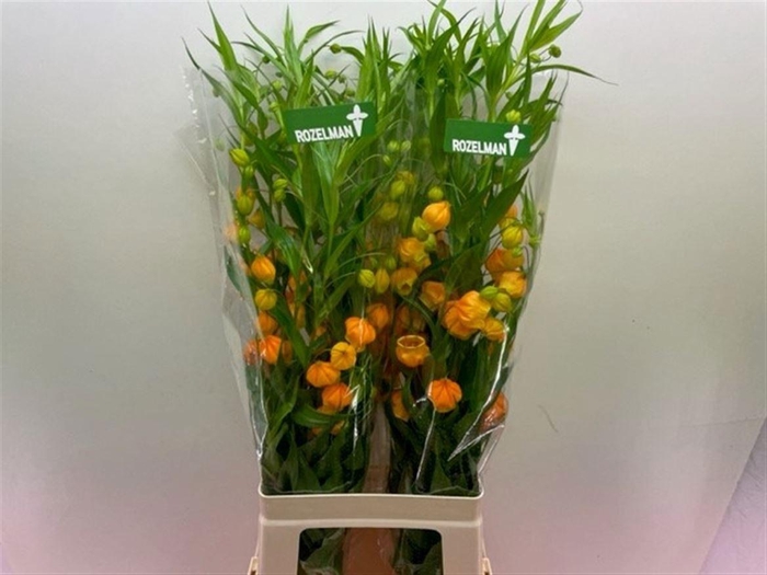 <h4>SANDERSONIA</h4>