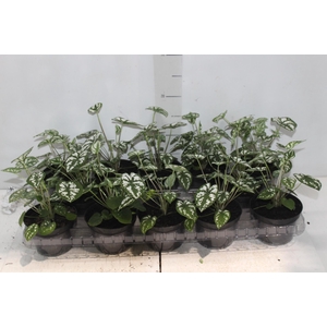 CALADIUM MINI WHITE GREEN P11