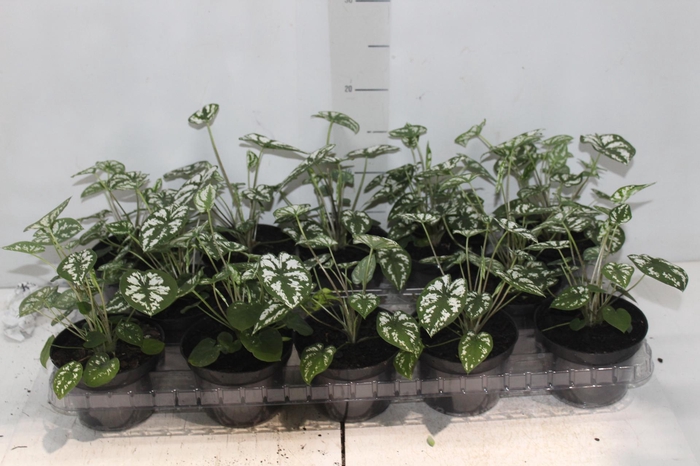 <h4>CALADIUM MINI WHITE GREEN P11</h4>