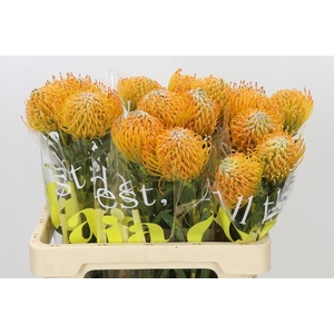 Leucospermum Ayoba Sun