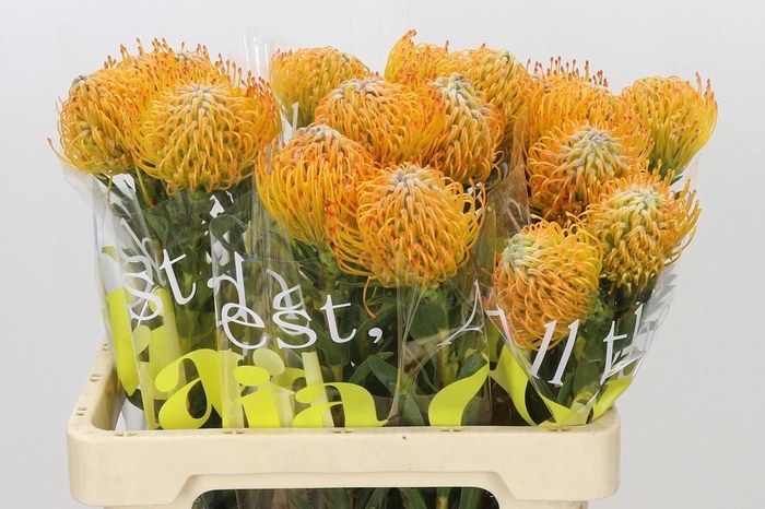 <h4>Leucospermum Ayoba Sun</h4>