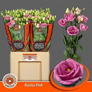 Eus G Rosi Rose Pink