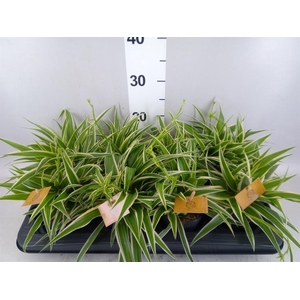 Chlorophytum com. 'Ocean'