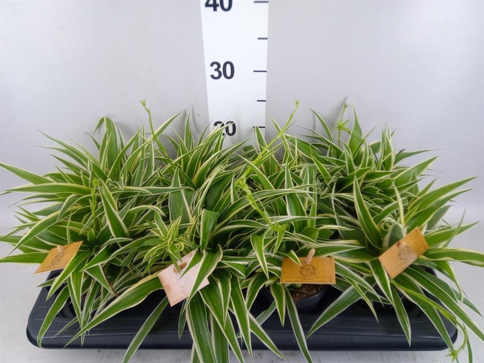 <h4>Chlorophytum com. 'Ocean'</h4>